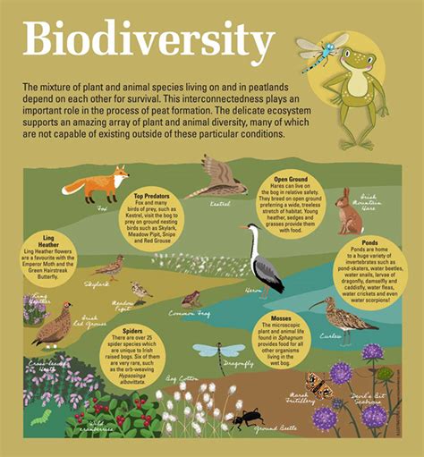 Peatland Biodiversity Information signage on Behance