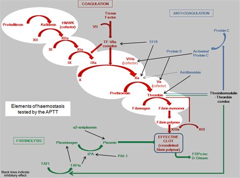 Blood clotting chart | Coagulation cascade, Biochemical, Teaching