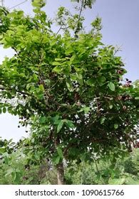 Terminalia Arjuna Plant Flower Seeds Leaves Stock Photo 1090615766 ...