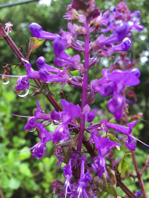 Plectranthus ecklonii -The Ecklon Spur Flower, Blue Spur Flower or Large Spur Flower-bush ...