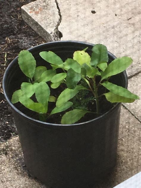 Please help identifying these plants. Thank You Zone 9b South Florida ...