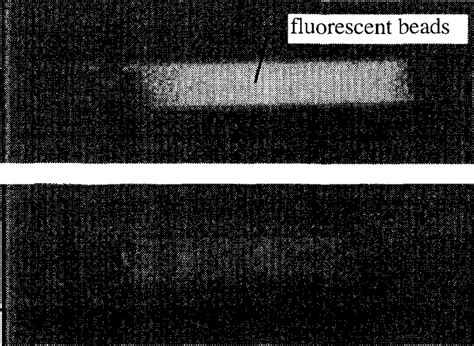 The protocol of oligonucleotide ligation reactions using DNA T4 ligase. | Download Scientific ...