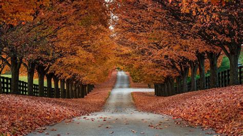 Autumn Tree Wallpaper (73+ pictures) - WallpaperSet