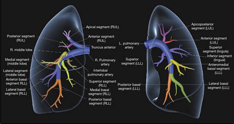 Pulmonary Artery Tree