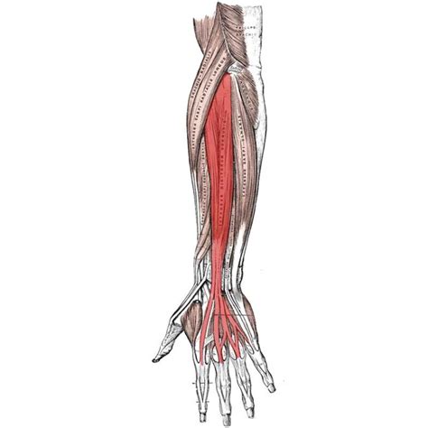 Extensor Digitorum Anatomy: Origin, Insertion, Actions - The Wellness Digest