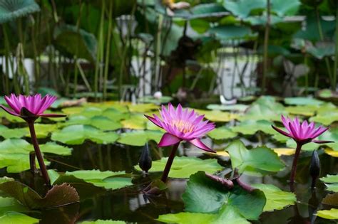 Free Photo | Pink lotus on water