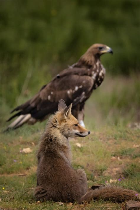 Playful fox and golden eagle strike unlikely friendship