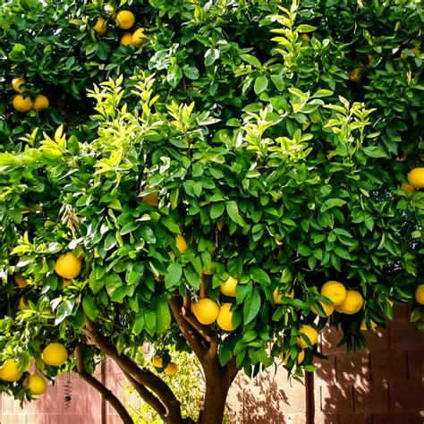 Ponderosa Lemon Trees For Sale Online | The Tree Center