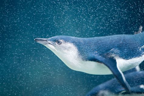 9 Enchanting Facts About Fairy Penguins