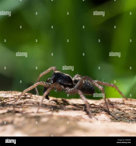 Wolf Spider (Pardosa lugubris) performing courtship ritual dance Stock ...