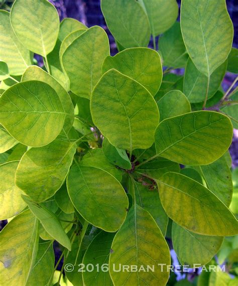 Cotinus coggygria 'Golden Spirit' | Urban Tree Farm Nursery