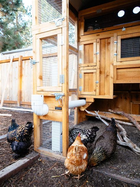 Security for Chicken Coops: Tips for Predator-Proofing and Protecting Your Backyard Flock ...