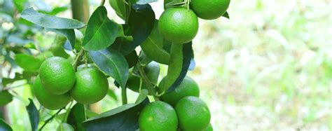 Planting and Caring for Key Lime Trees | Living Color