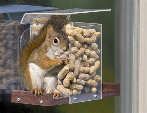 Top 10 Best Squirrel Feeders for 2023 Reviews | OrBirds