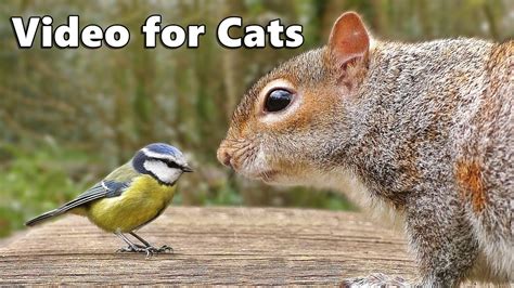 Videos for Cats to Watch : Birds Chirping and Squirrels Extravaganza ...