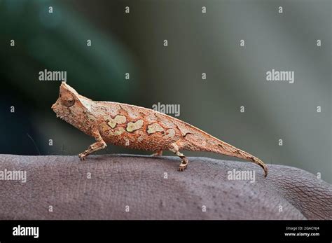 Brown leaf chameleon (Brookesia superciliaris) on human hand to ...