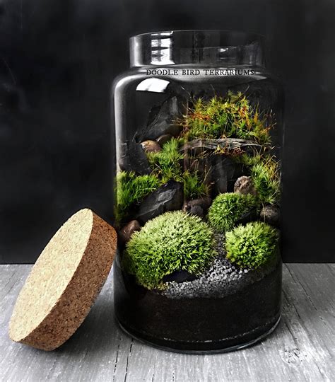 Woodland Moss Terrarium in Large Glass Pillar