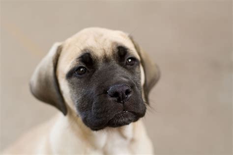 Mastiff Information - Dog Breeds at thepetowners