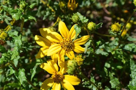 Bahiopsis laciniata ‘San Diego Sunflower’ | Rice Canyon Demonstration ...