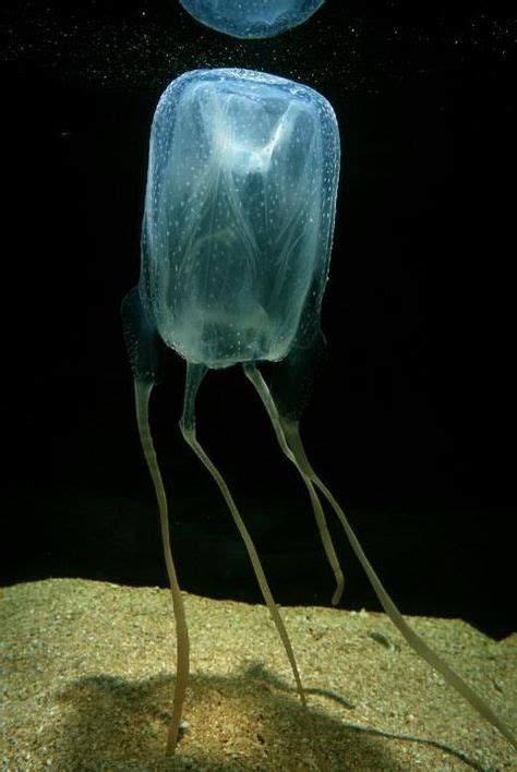 20+ Box Jellyfish poisonous ideas | jellyfish, sea creatures, deadly animals