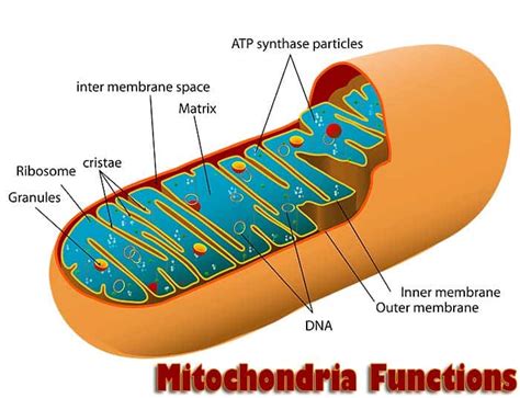 mitochondria-functions.jpg