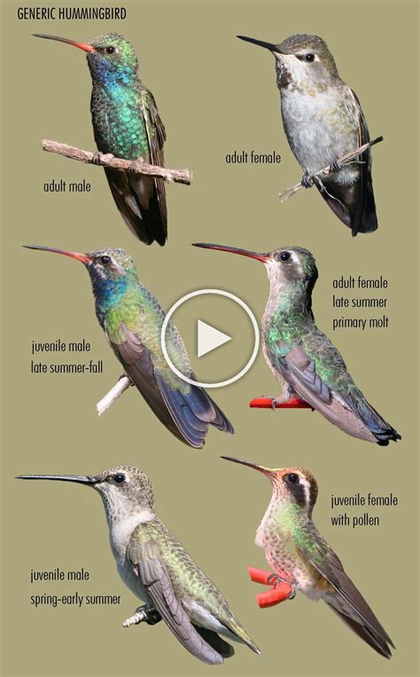 New plate design for A Field Guide to Hummingbirds | Backyard birds ...