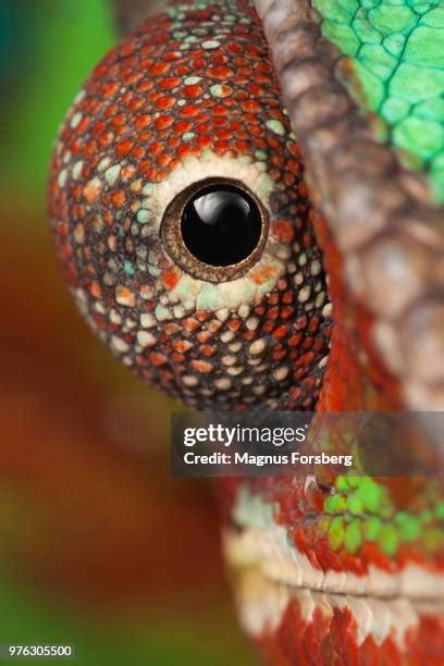 1,003 Chameleon Eye Close Up Stock Photos, High-Res Pictures, and Images - Getty Images