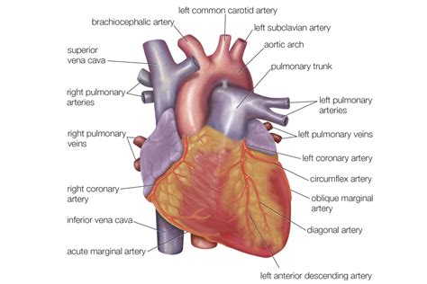 Label Heart Anatomy
