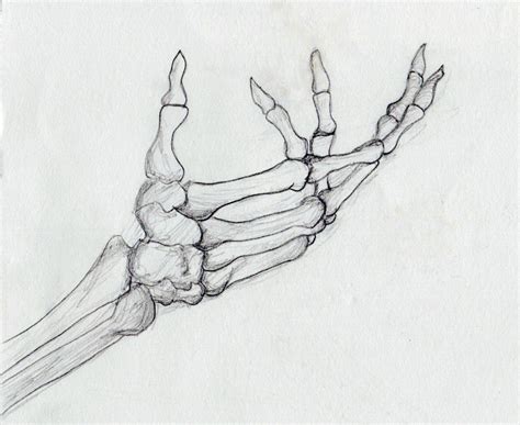 Skeleton Hand Drawing Skeleton Drawings From The Library Of Nat | 美術解剖学, 手のスケッチ, アートデザイン