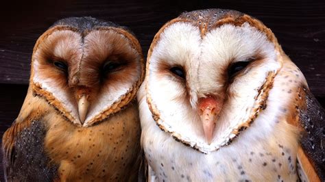 [B!] Moonlight turns white barn owls into terrifying ‘ghosts’