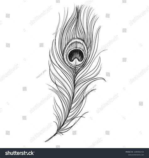 Peacock Feather Vintage Vector Sketch Illustration Stock Vector ...