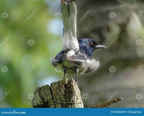 Oriental Magpie-Robin Male. Stock Image - Image of animal, black: 153262387