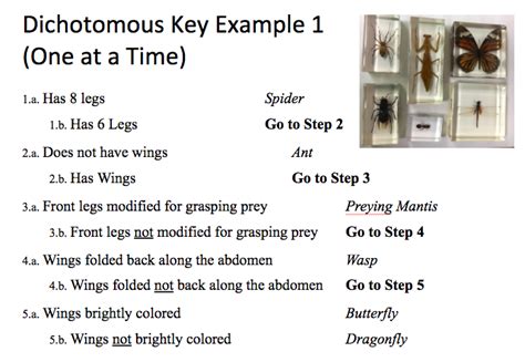 TJHS - Life Science: Dichotomous Key Examples