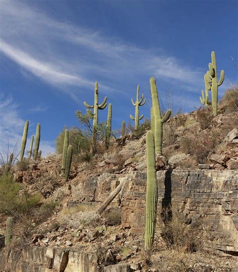 Things To Do in Saguaro National Park : Weekend Guide to Saguaro ...