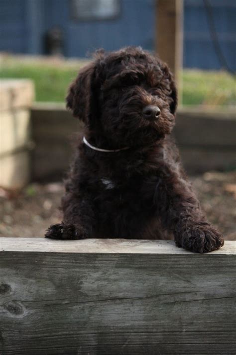 dogbreedcatalog: Barbet Puppies Picture