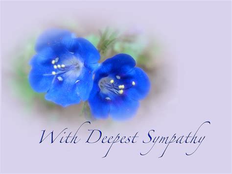 Sympathy Card - Blue Wildflower Photograph by Carol Senske - Fine Art America