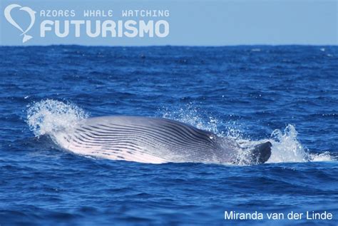 Sei whale fact sheet – Azores Whales