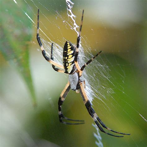 Black and Yellow Argiope photo - Mark Dreiling photos at pbase.com