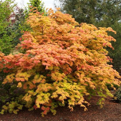 ‘Autumn Moon’ Japanese Maple