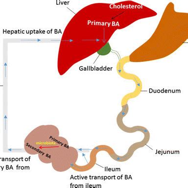 Enterohepatic circulation following RYGB | Download Scientific Diagram