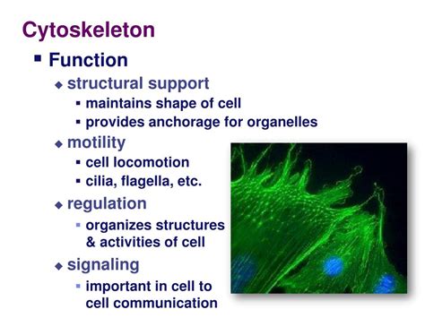 Ppt The Cytoskeleton Function Design And Regulation Powerpoint | My XXX Hot Girl