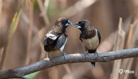 9 Jenis Burung Pipit di Indonesia yang Menarik untuk Dipelihara