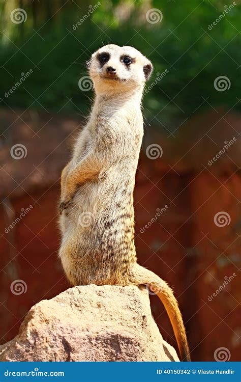 Meerkat stock photo. Image of desert, conservation, garden - 40150342