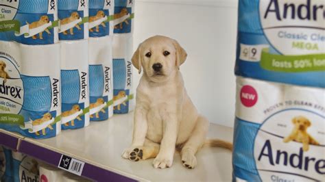 Andrex celebrates 80 years with new Puppy creative by FCB Inferno