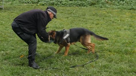 Dangerous dogs: How best to survive a dog attack | News UK Video News ...