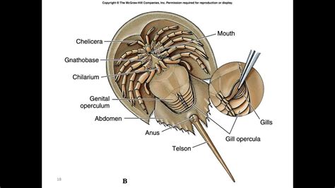 Arthropods Anatomy - Anatomy Reading Source