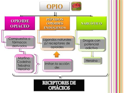 Farmacologia Receptores De Opioides