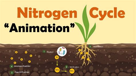 NITROGEN CYCLE | Biology Animation - YouTube