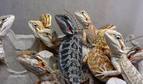 Rare Little Black Morph Beardie :3 | Bearded dragon cute, Bearded dragon colors, Baby bearded dragon