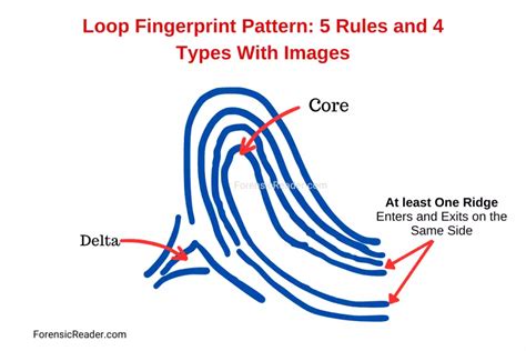 Loop Fingerprint Pattern: 5 Rules and 4 Types With Images